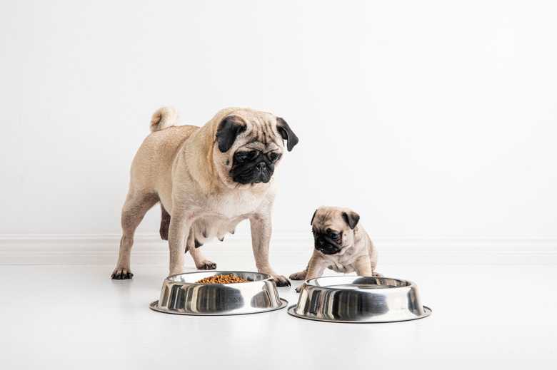 When To Start Feeding Puppies Solid Food?