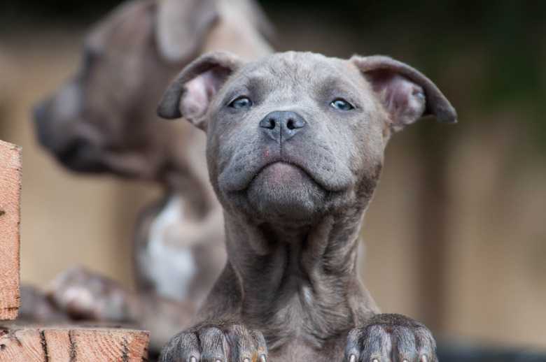 How To Potty Train Pit Bull Puppies
