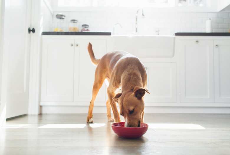 A List Of Which Raw Vegetables Are Good For Your Dog