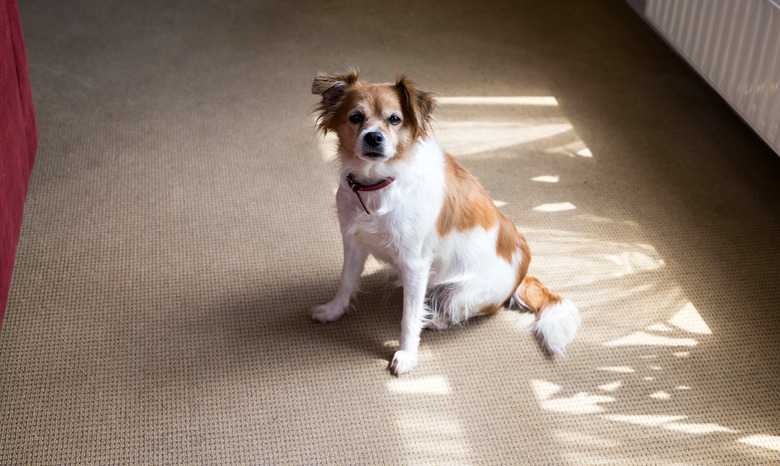How Do I Remove Dried Dog Urine Stains From Carpet With Vinegar?