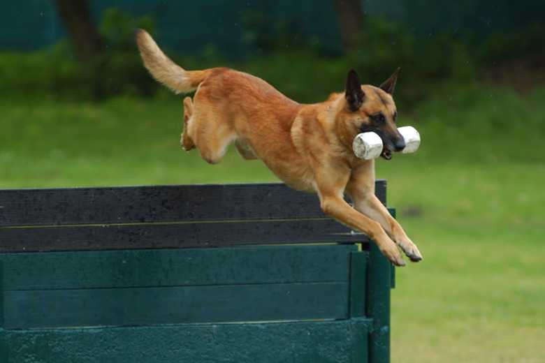 Can I Do Schutzhund Dog Training Myself?