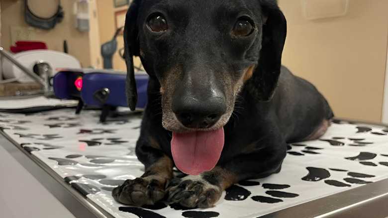 Nervous 2-Legged Dachshund Makes His Runway Debut And We're His Biggest Fans