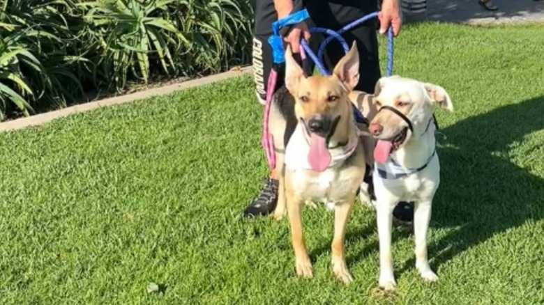 Rescue Dog Grieving The Loss Of Her Puppies Finds Happiness With New Best Friend