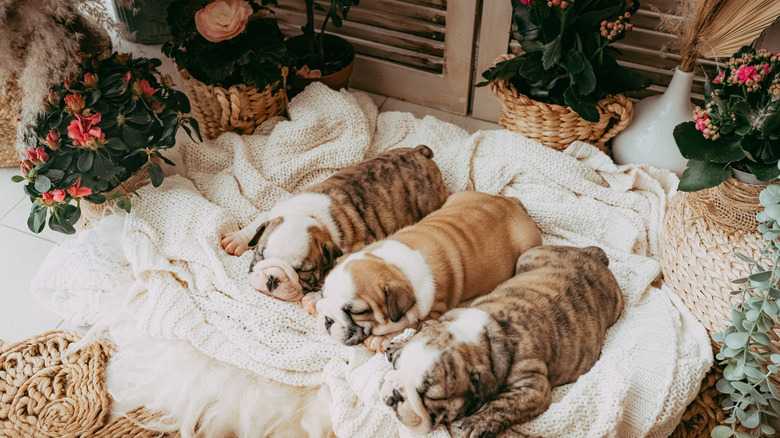 The Stages Of Pregnancy In A Bulldog