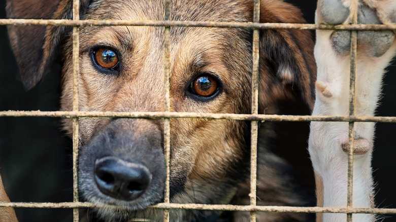 Shelter Surrender Is Worse For A Dog Than You Thought. Here's What You Can Do Instead