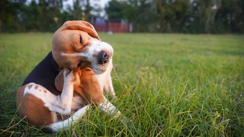 The Home Remedy That Alleviates Your Dog's Itchy Skin