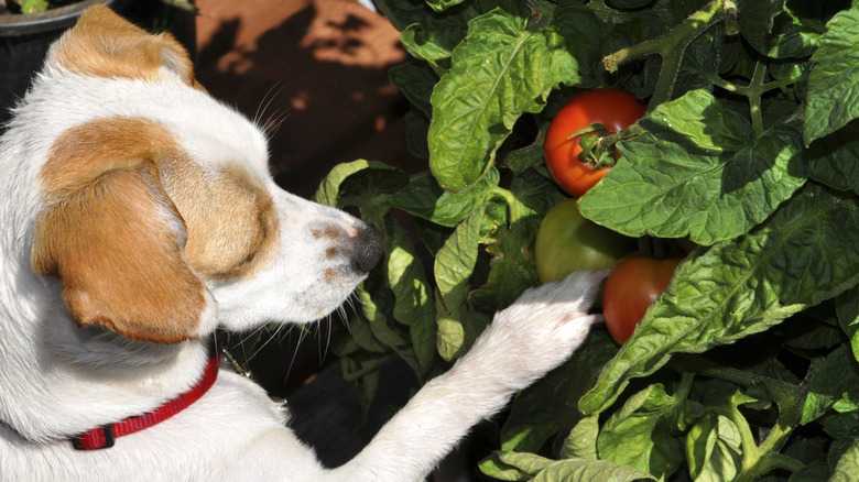 You Want To Keep Dogs Away From Your Garden Tomatoes - Here's Why