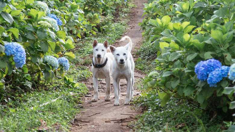 A Popular Flowering Garden Shrub Is Toxic To Your Dog