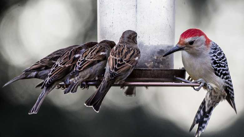 How Feeders Can Reduce Bird Infidelity In Your Backyard