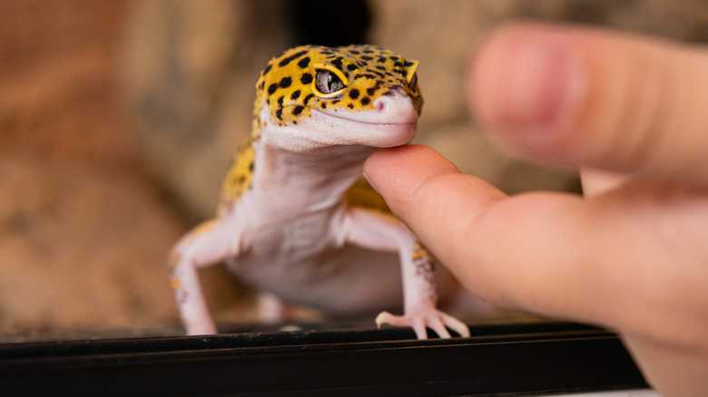A Low-Maintenance Gecko Breed Known For Its Coloration Can Live Up To 20 Years