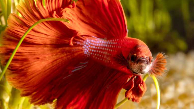 How Long Do Betta Fish Live? It Depends On How You Care For Them