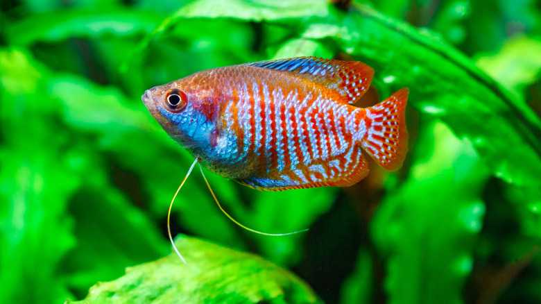 Do Gourami Fish Get Pregnant? Here's What To Look For