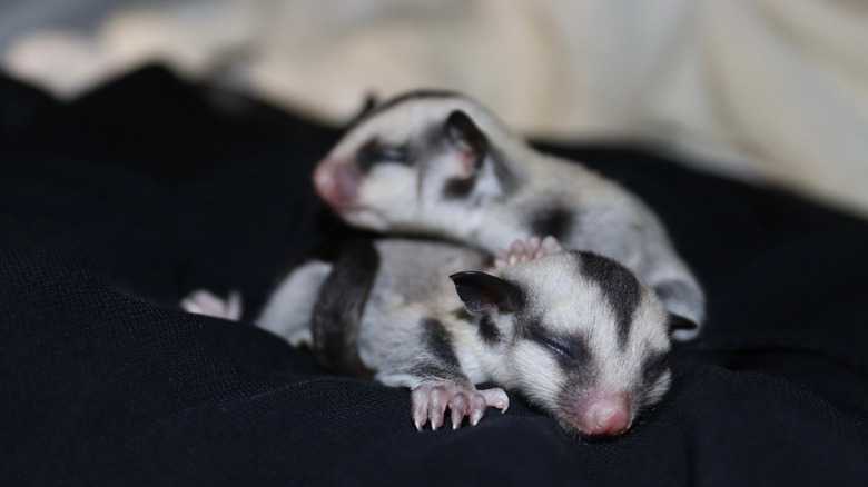 How To Potty Train Your Sugar Glider