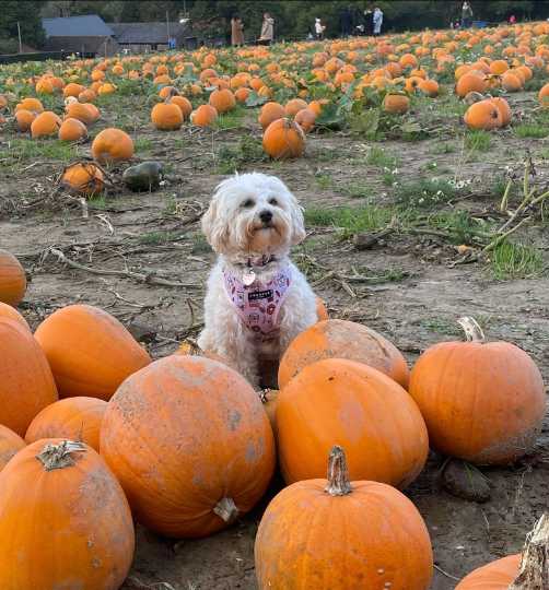 15 Pumpkintastic Pets At Pumpkin Patches For When You're Dreaming About Halloween