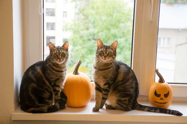 Are My Halloween Decorations Safe For My Pets?