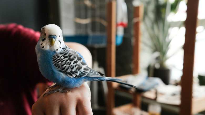 Signs That A Budgie Is Gravid