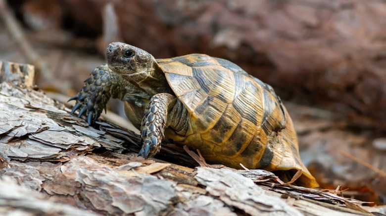 How Fast Does A Turtle Run?