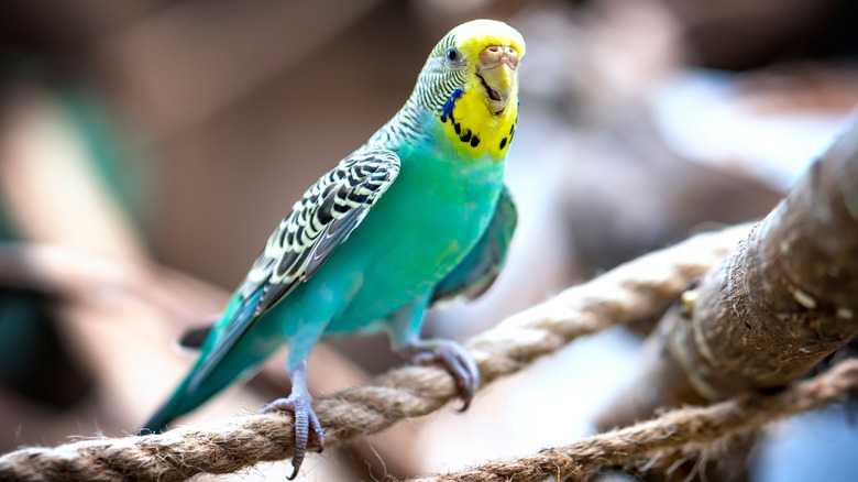 What Are The Symptoms Of A Budgie Having A Stroke?