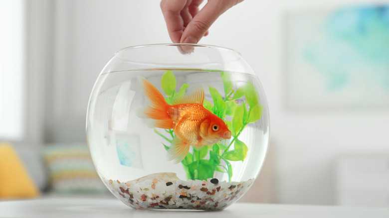 List Of Foods Goldfish Can Eat